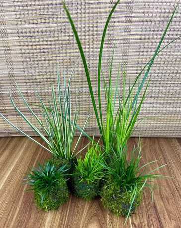 金钱菖蒲怎么养殖方法 菖蒲怎么养殖