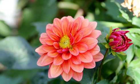 大丽菊为什么不结花蕾 菊花的品格