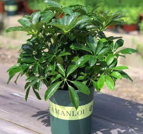 植物为什么不能防辐射 植物能防辐射吗 有的话都有哪些