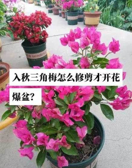 怎么样能养好三角梅花 三角梅花怎么养