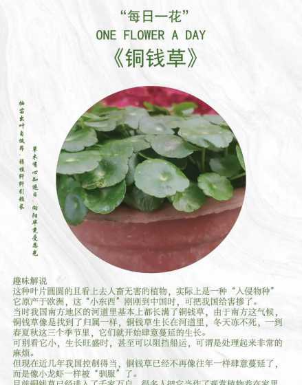铜钱草怎么养不长太高 铜钱草怎么养才能长得茂盛