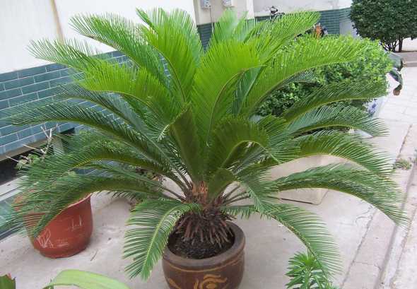 盆栽铁树怎么养殖方法 盆栽铁树的养殖方法和注意事项有哪些