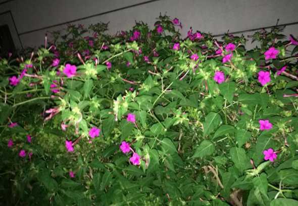 夜来香花早期什么样子 夜来香花是什么颜色