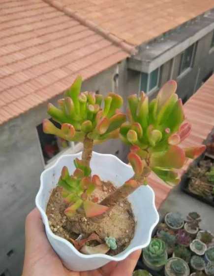 炉渣土可以养什么植物 改良土壤用什么肥好,谁知道