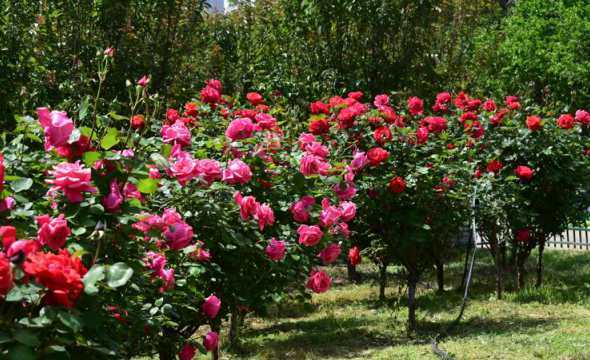 月季花是在哪个地区的 月季花是哪个城市的市花