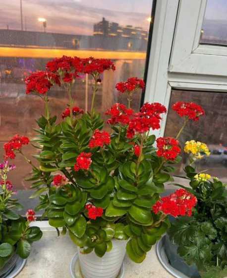 长寿花怎么养长得旺盛 长寿花怎么养又肥又壮的