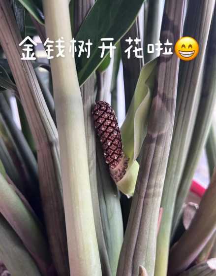金钱树为什么不能开花 金钱树开花为什么不好呢