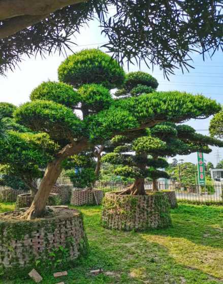 长沙造型罗汉松哪里有 造型罗汉松多少钱哪里有