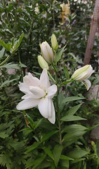 香水百合花谢后怎么办 香水百合花谢了怎么办减少浇水/修枝管理促进植株生长