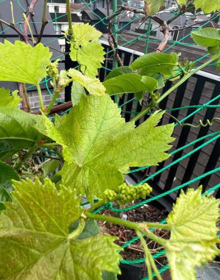 秋季葡萄什么时候开花 葡萄什么时候开花、什么时候结果