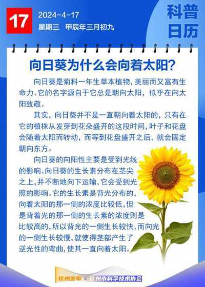 向日葵为什么能向日葵 向日葵为什么向阳开