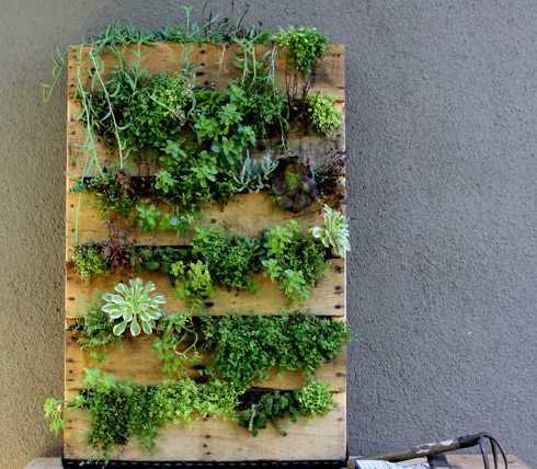 墙上植物盆栽怎么处理 室内盆栽植物泥土中有了蚰蜒怎么办