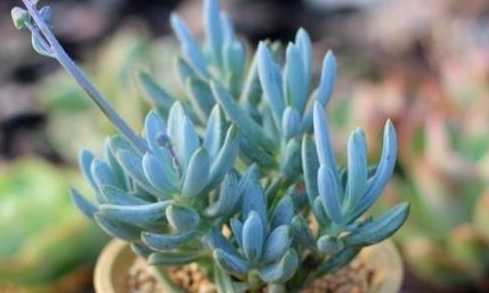 多肉植物蓝云杉怎么养 植物南阳杉怎么养