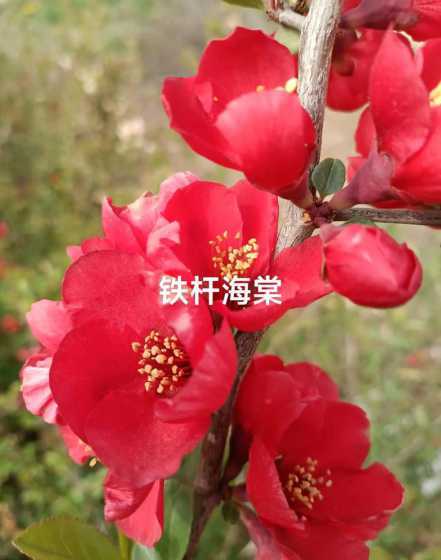 铁杆海棠什么时候修减 铁杆海棠什么时候嫁接