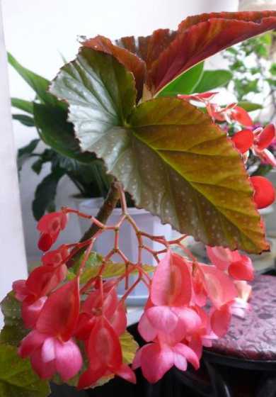 玻璃海棠什么时候剪枝 海棠花应该在 什么时候剪枝