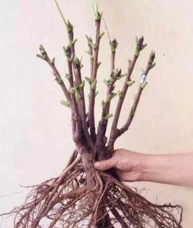 商叶牡丹怎么种植方法 牡丹树的正确种植方法是什么