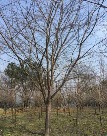 25公分樱花什么价格 樱花的作用