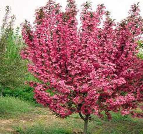 3公分海棠多少钱一颗 2公分-3公分垂丝海棠价格15块吗