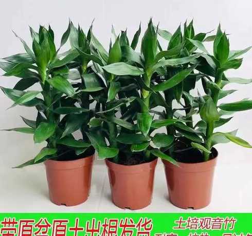 转运竹什么季节土培好 富贵竹和转运竹能放房间吗