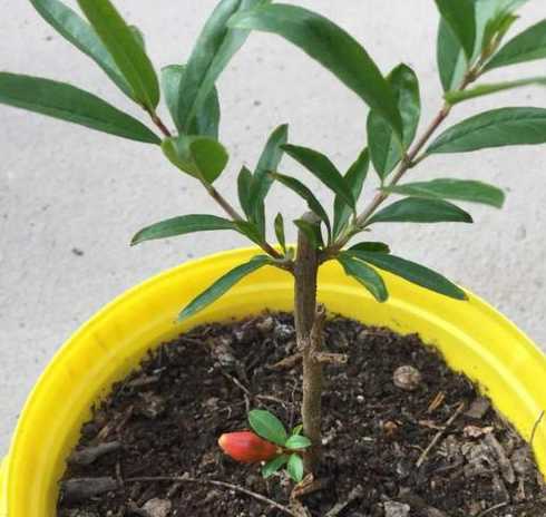 花石榴苗怎么种植方法 盆栽石榴的种植方法
