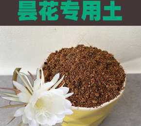 昙花用什么土种比较好 昙花用什么土栽培好