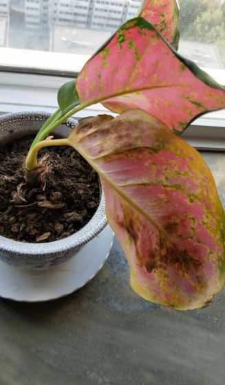 如意盆栽为什么叶子烂 盆栽如意养殖方法