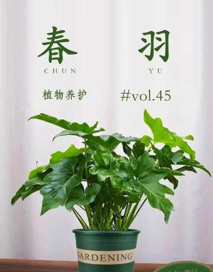 植物春羽为什么叫春羽 春羽风水寓意 春羽有哪些作用