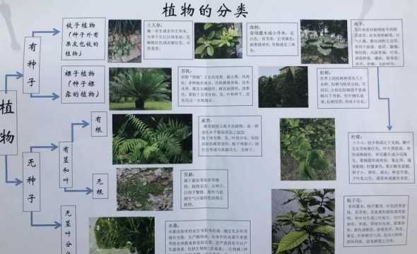 植物的功能分区有哪些 植物园的分区有哪些