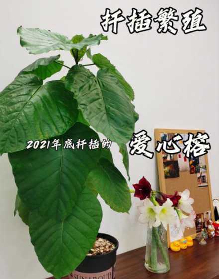 榕树怎么繁殖方法如下 榕树怎么扦插繁殖