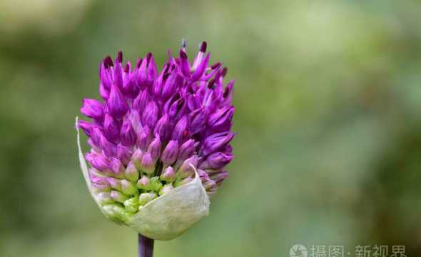 芦荟叶子怎么变紫色了 芦荟上的黑斑是怎么来的