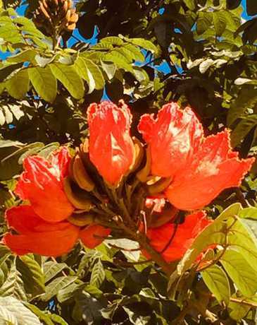 火焰树花期是什么时候 全球各国的国花分别是什么花