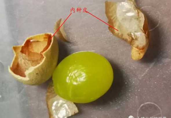 银杏种子是怎么形成的 银杏的种子是什么颜色