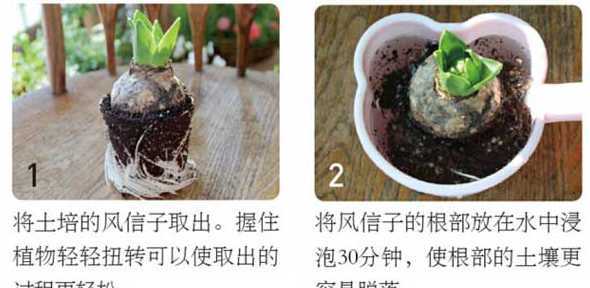 风信子花种子怎么水培 风信子怎么水培