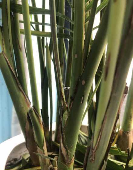 散尾葵的容易生什么虫 我家的散尾葵烂根,生白色虫子咋回事怎么治疗