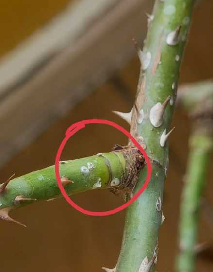 怎么去除花上的介壳虫 怎么防治杜鹃花常见虫害介壳虫