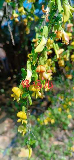 中间锦鸡儿是什么植物 中间锦鸡儿沙漠植物种类