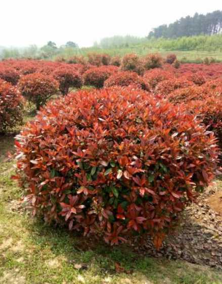 灌木植物有什么特点呢 灌木植物有哪些