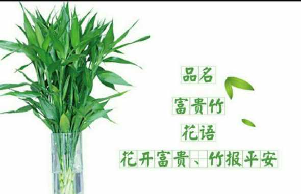 富贵竹用什么阿司匹林 阿司匹林养富贵竹怎么用