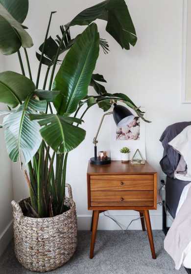 卧室养什么植物好养活 房间里放什么植物最好