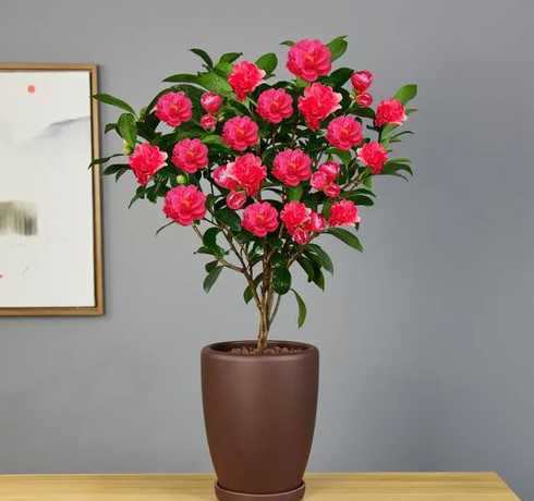 南方盆栽茶花怎么过冬 南方盆栽茶花什么时候服盆