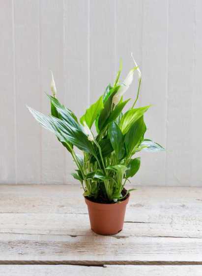 盆景一帆风顺怎么养护 一帆风顺花怎么养