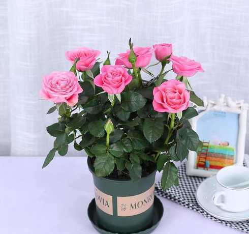 玫瑰盆栽怎么养久一点 玫瑰花怎么养久一点