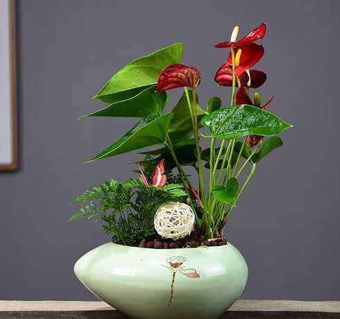 1月适宜种植什么盆栽 月季种植时间是什么时候