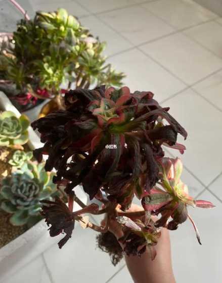 法师叶片发蔫怎么回事 法师叶子发蔫原因及补救方法