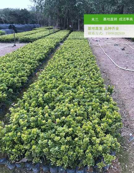 米兰什么时候种植合适 米兰什么时候种最好 米兰种植方法