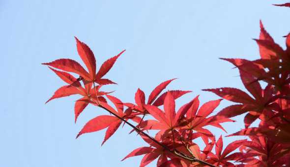 红枫的叶柄在什么位置 日本红枫和美国红枫的区别和特点