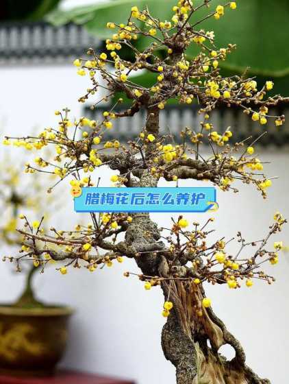 腊梅什么时间可以修剪 腊梅适合什么时候剪枝(腊梅几月份修剪枝条)