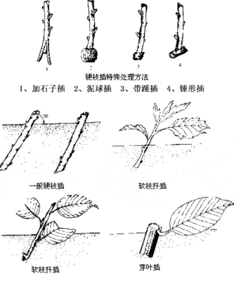 没有芽的主干怎么扦插 我有一棵龙血树长的很好,想扦插一棵,没有芽怎么办
