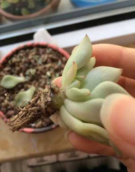 多肉植物根烂了怎么办 多肉植物根烂了怎么救(图文)