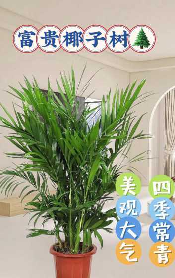 盆栽富贵椰子怎么过冬 盆栽富贵椰子在养殖上要注意什么